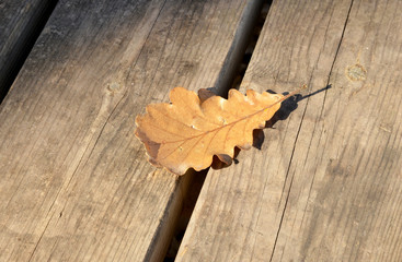 Obraz premium autumn leaves on wooden background