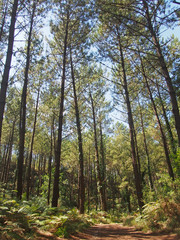 Forêt landaise - Seignosse
