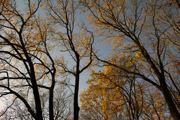Gloomy, but in its spellbinding autumn forest