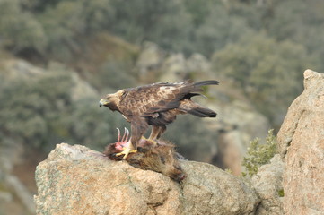 Aguila real con jabalí