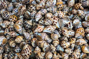 Fresh raw sweet snail. Fresh Babylonia areolata background