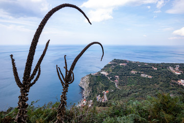 Fototapeta premium landscape of Palmi Marina with Mediterranean scrub, Calabria, Italy
