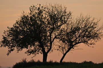 Fototapeta premium Arbol al atardecer