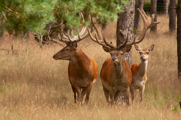 Red Deer,  Cervus elaphus