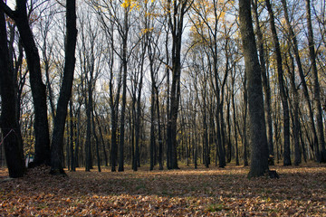 Mysterious and mysterious autumn forest