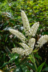 コバイケイソウ