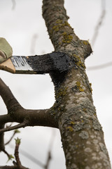 Brush with wood tarred cut surface
