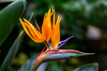 Fototapeta na wymiar Strelitzia, Drachenblume, Paradiesvogelblume