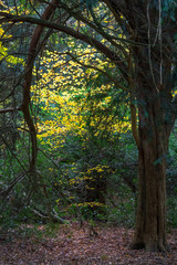 Beech Trees in Autumn