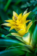 Gelbe Guzmanie, Bromelie Blüte