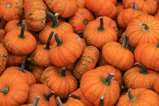 Many mandarin orange pumpkins in fall. The picture was taken in Beelitz, Germany