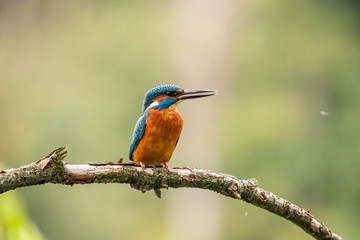 Kingfisher, Alcedo atthis