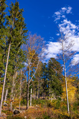 Obraz premium Schöner Herbstwald mit blauen Himmel und Wolken