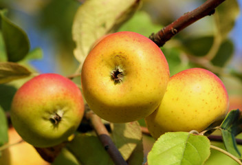  three yellow speckled apples grow on a branch, close-up fruit, small and flattened, green foliage and blue sky,