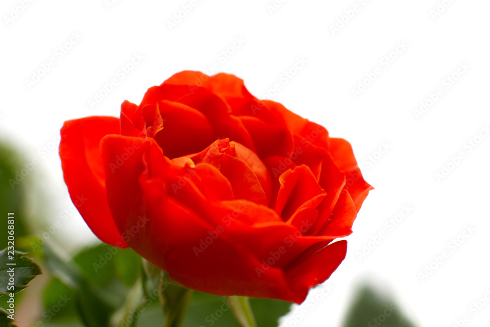 Wall mural red rose on a white background. macro. bright red rose and green petals on a white background. flowe