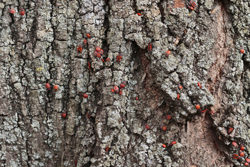 Red bugs population grownup when summer coming.