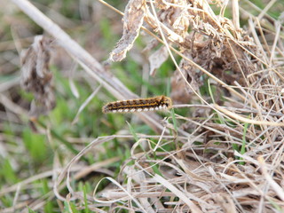 caterpillar on dry grass. Russian spring nature. Russia, Ural, Perm Region