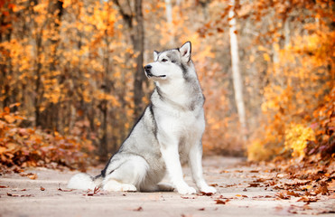 Malamute dog outdoors