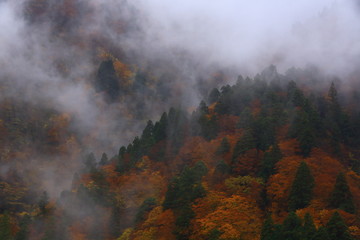 紅葉の渓谷