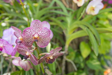 Background and texture of yellow orchid in the garden.