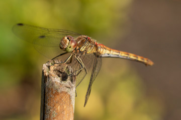 Dragonfly