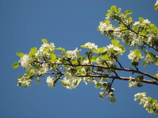 Blooming apple tree. Russia, Ural, Perm region
