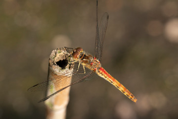 Dragonfly