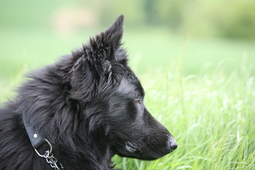 German Shepherd K9 puppy dog