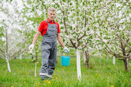 Farmer covering the tree with white paint to protect against rodents, spring garden work, whitewashed trees. Gardening and people concept