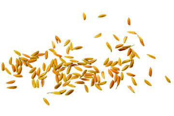 Paddy on white background