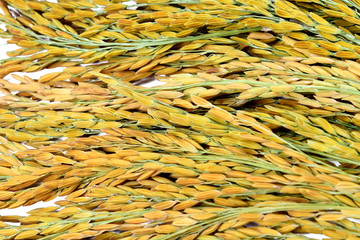 Paddy on white background