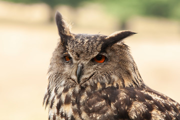 Eagle Owl, 