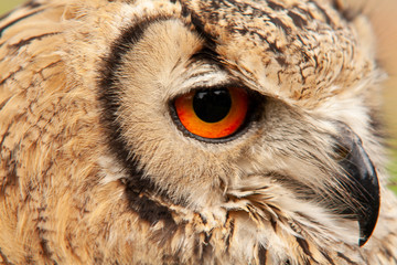 Eagle Owl, 