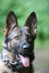 German Shepherd K9 puppy dog