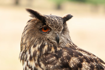 Eagle Owl, 
