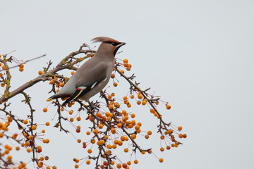Waxwing, Bohemian Waxwing.  Bombycilla garrulus