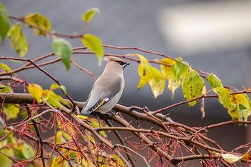 Waxwing, Bohemian Waxwing.  Bombycilla garrulus