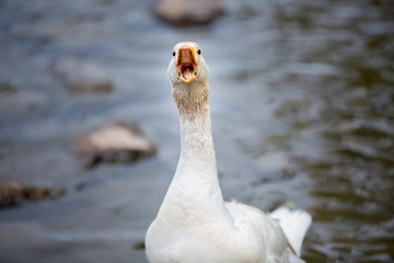 NZ Greylag goose squawking © Harry