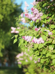 Blooming lilac. Russia, Ural, Perm region