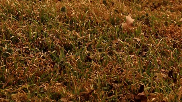 Shot of grass during the fall season.