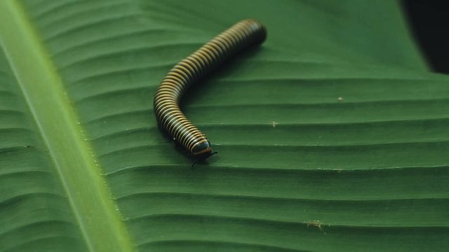 Yellow Banded Millipede walking across a banana leaf in the middle of the rainforest jungle