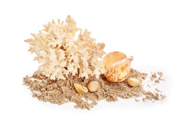 Seashell, coral and sand on white background