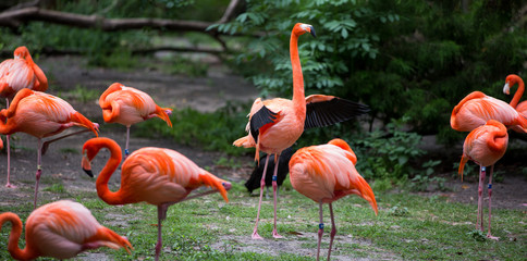 Flamingo flapping