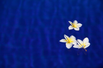 white frangipani flowers in blue water