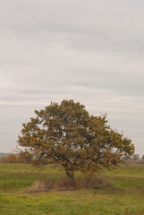 lonely tree, oak in the field