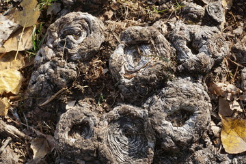 Wurzelknollen einer alten Linde