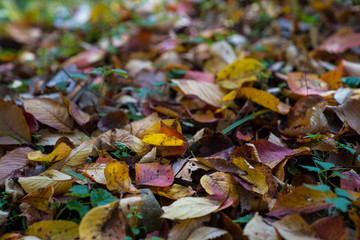 autumn leaves in field