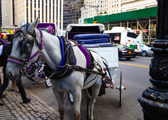 Horse and carriage near Central Park in New York, USA 
