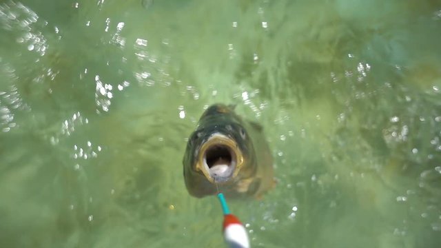 Fish Hooked A Fishing Line