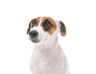 Cute funny dog on white background